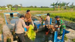 Bhatarling Polsek Karangjati Bersama Warga Bersih-bersih Kanal di Desa Sidokerto